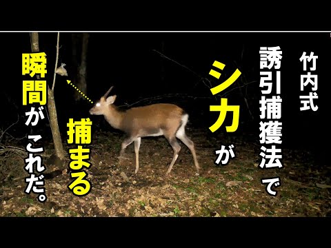 鹿を庭から追い出す 庭の練習