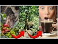 Most EXPENSIVE COFFEE In The World Civet Cat Poop Coffee Kopi Luwak
