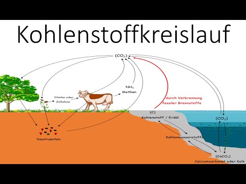 Kohlenstoffkreislauf - Kohlenstoffatomkreislauf - Ökologie - Biologie Schule