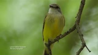 Urban birding in Darwin, part 2