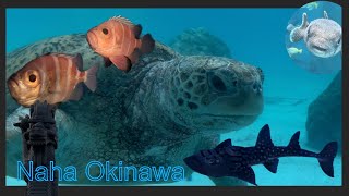 NAHA, OKINAWA! 美ら海水族館と那覇　2024
