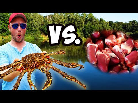 Das Köderduell auf AAL: Königskrabbe VS. Hühnerherzen!