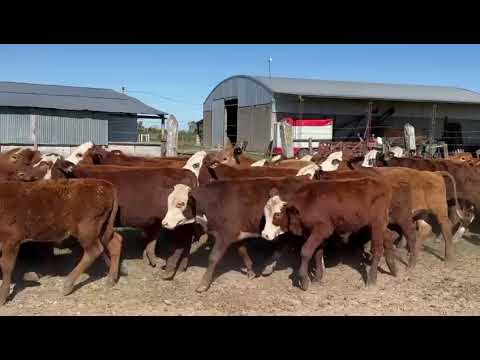 120 cabezas en Lomas de vallejos, Corrientes