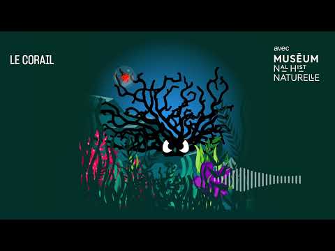 Le corail : une bestiole qui n’aime pas qu’on la prenne pour une plante !