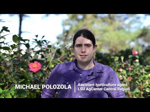Michael Polozola: A passion for plants