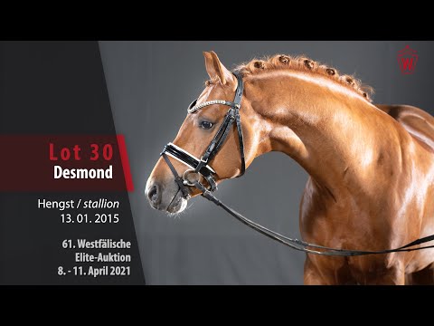 61. Westfälische Elite-Auktion Lot 30 Desmond Hengst v. Dimension AT NRW - Dance Star AT NRW