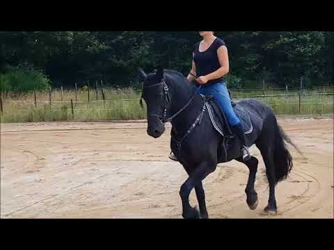 download lagu mp3 mp4 Frison Sport A Vendre, download lagu Frison Sport A Vendre gratis, unduh video klip Frison Sport A Vendre