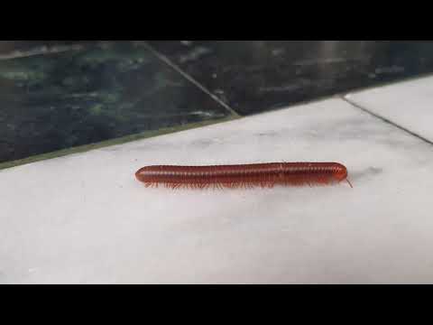 labud , singsing hari ,  train