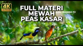 Download lagu 🔴 Live Full Materi Mewah Cucak Cungkok Gacor Siri Siri Kenari vs Tepus Kepala Abu Gacor mp3