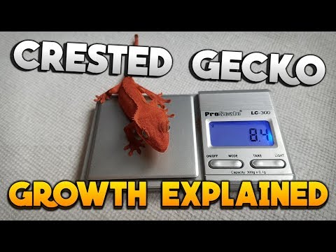 download lagu mp3 mp4 Crested Gecko Growth, download lagu Crested Gecko Growth gratis, unduh video klip Crested Gecko Growth
