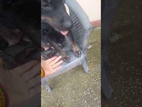 Rottweiler ।।family dog ।। funny dog