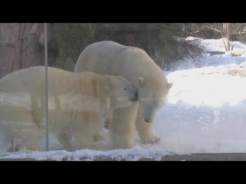 Polar Bear Days at the Buffalo Zoo with Luna and Sakari - YouTube