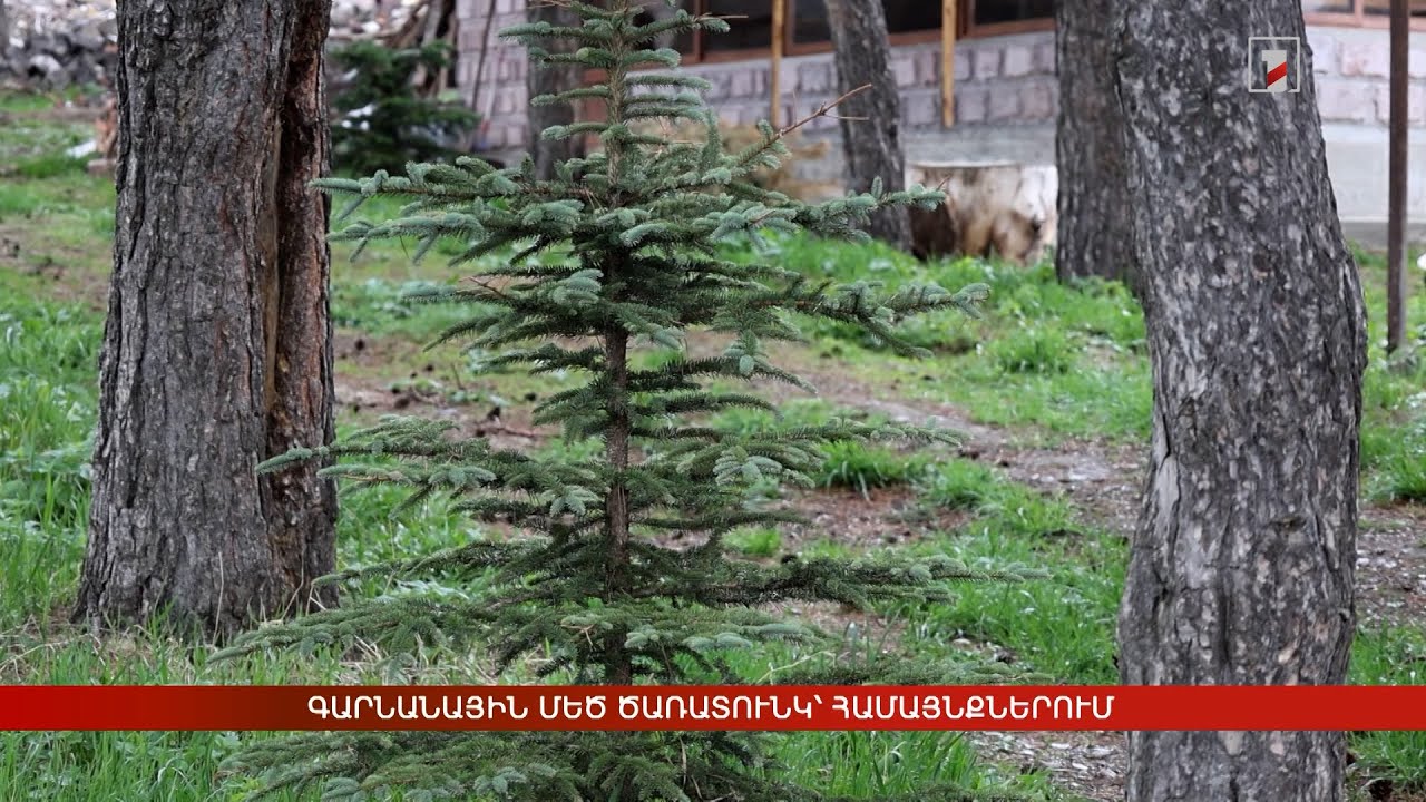 Գարնանային մեծ ծառատունկ՝ համայնքներում