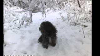 Flemming Petersen : Northern Light