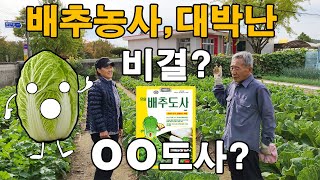 작년가을, 배추농사 대박난 할아버지 비결은?