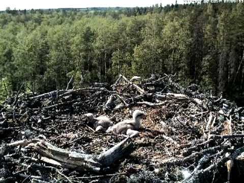 Osprey nest: The chicks are growing fast. June 2012