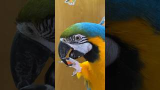 Parrot Doing Tricks and Eating Veggies #macaw #food