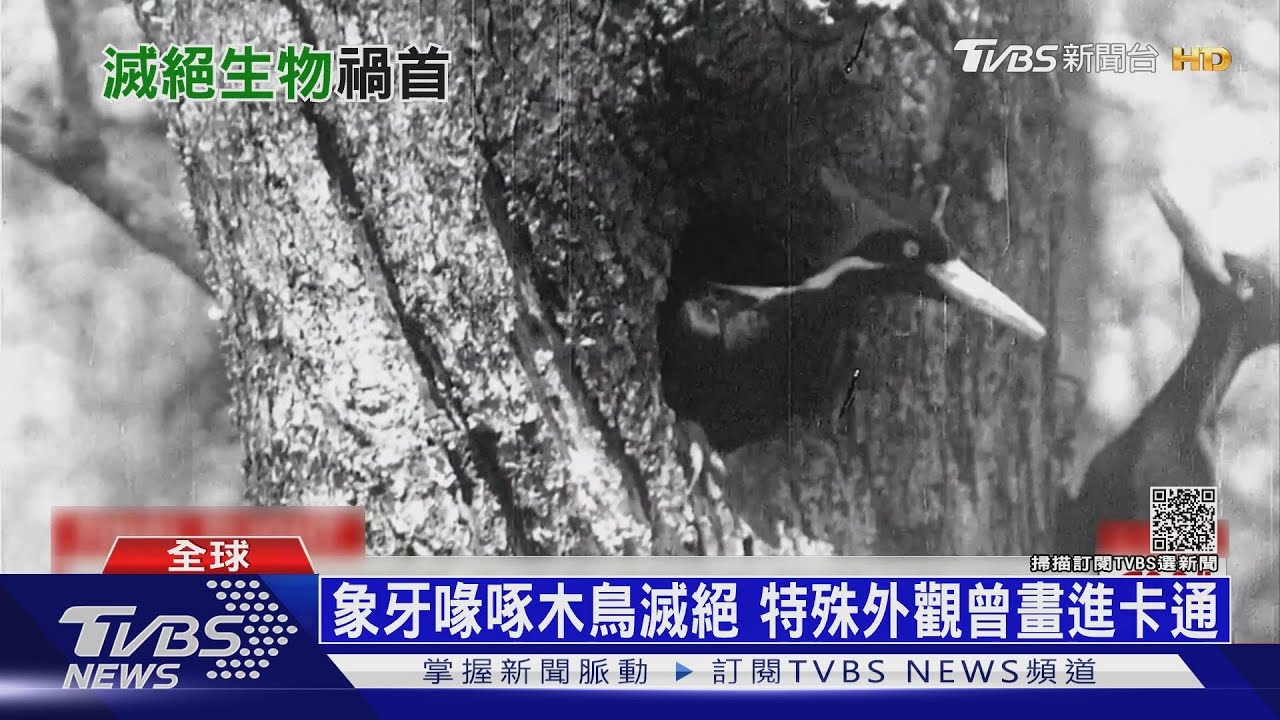 第二大啄木鳥絕跡! 美國宣布23物種正式滅絕