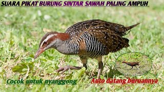 Download lagu 🔴 SUARA PIKAT BURUNG SINTAR PALING AMPUH 💯 COCOK UNTUK NYANGGONG #suarapikat #burungsintar #fypシ゚ mp3 Download lagu 🔴 SUARA PIKAT BURUNG SINTAR PALING AMPUH 💯 COCOK UNTUK NYANGGONG #suarapikat #burungsintar #fypシ゚ mp3