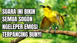 Download lagu Bikin semua sogon emosi ngleper‼️ Pancingan sogon agar bunyi mp3