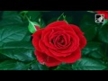 English Rose with lyrics