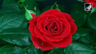 English Rose with lyrics