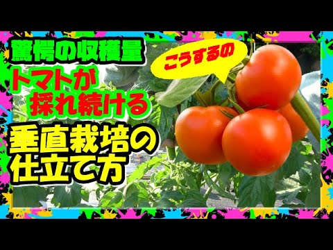 , title : '【トマトの垂直栽培】図解と実演  垂直仕立て栽培  トマトを採り続ける方法を徹底解説'