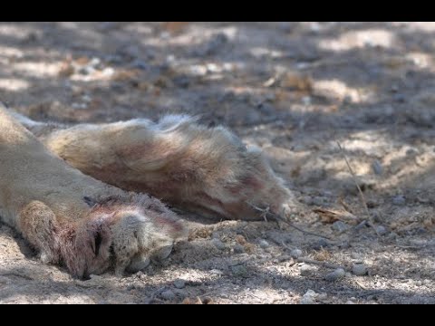 Kgalagadi, Rooiputs to Polentswa. Ep 06