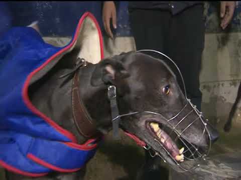 2017 WILLIAM HILL ST LEGER FINAL - T1 RUBYS RASCAL