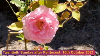 Twentieth Sunday after Pentecost
