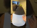 The Trimming Process Is So Satisfying Shorts Hairstyles Naturalhair Haircut Fypシ゚viral