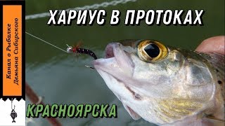 Хариус в августе красноярск