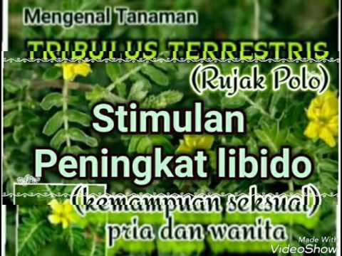 Produk yang berguna dari potensi Anda perlu makan seorang pria untuk meningkatkan potensi