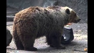 Crowd Holds Its Breath As Bear Grabs A Struggling Bird And Makes A Completely Unexpected Move by Did You Know Animals?