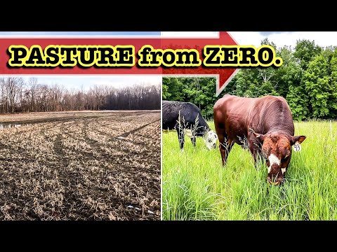 (STEP-BY-STEP) BUILDING PASTURE FROM SCRATCH | SOIL COWS Cover Crops TOPSOIL Grazing Cattle ranching