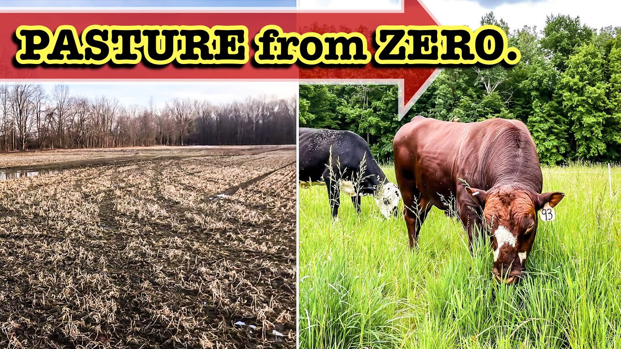 (STEP-BY-STEP) BUILDING PASTURE FROM SCRATCH | SOIL COWS Cover Crops TOPSOIL Grazing Cattle ranching