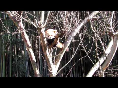Zoo Atlanta - Red Panda