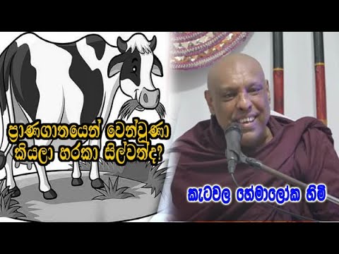 ප්‍රාණගාතයෙන් වෙන් වුණා කියලා හරකා සිල්වත්ද? ketawala hemaloka himi bana