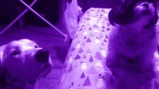 &quot;Bellas Finals: Price Tag / Don&#39;t You (Forget About Me) / Give Me Everything / Just the Way You Are