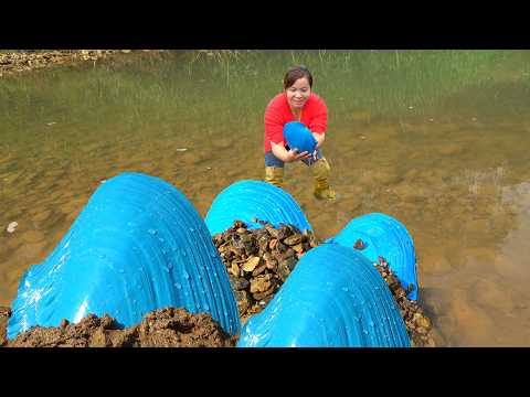 Shining with an astonishing light! The girl picked up a huge blue clam with amazing pearls inside