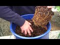 How To Plant Clematis In Containers