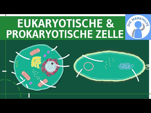 Eukaryotic & Prokaryotic Cells - Structure, Differences & Functions Simply Explained - Genetics