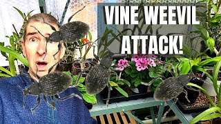VINE WEEVIL - control and treatment