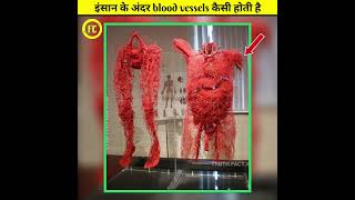 इंसान के अंदर blood vessels कैसी होती है? 🤔 #shorts | Hindi Facts