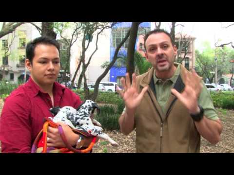 Las Etapas De Los Cachorros