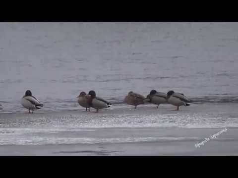 , title : 'Утки не Улетели, на Реке, Сидят на Льду | Утки зимой | Ducks in winter'