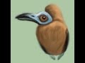 How To Draw A Capuchin Bird Character Design From Life At Bronx Zoo