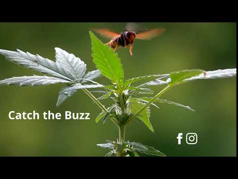 HighBridge - Catch the Buzz