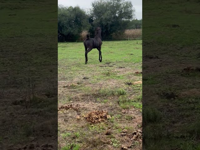 Poney de sport allemand