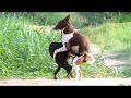 DOGS MATING TIME
